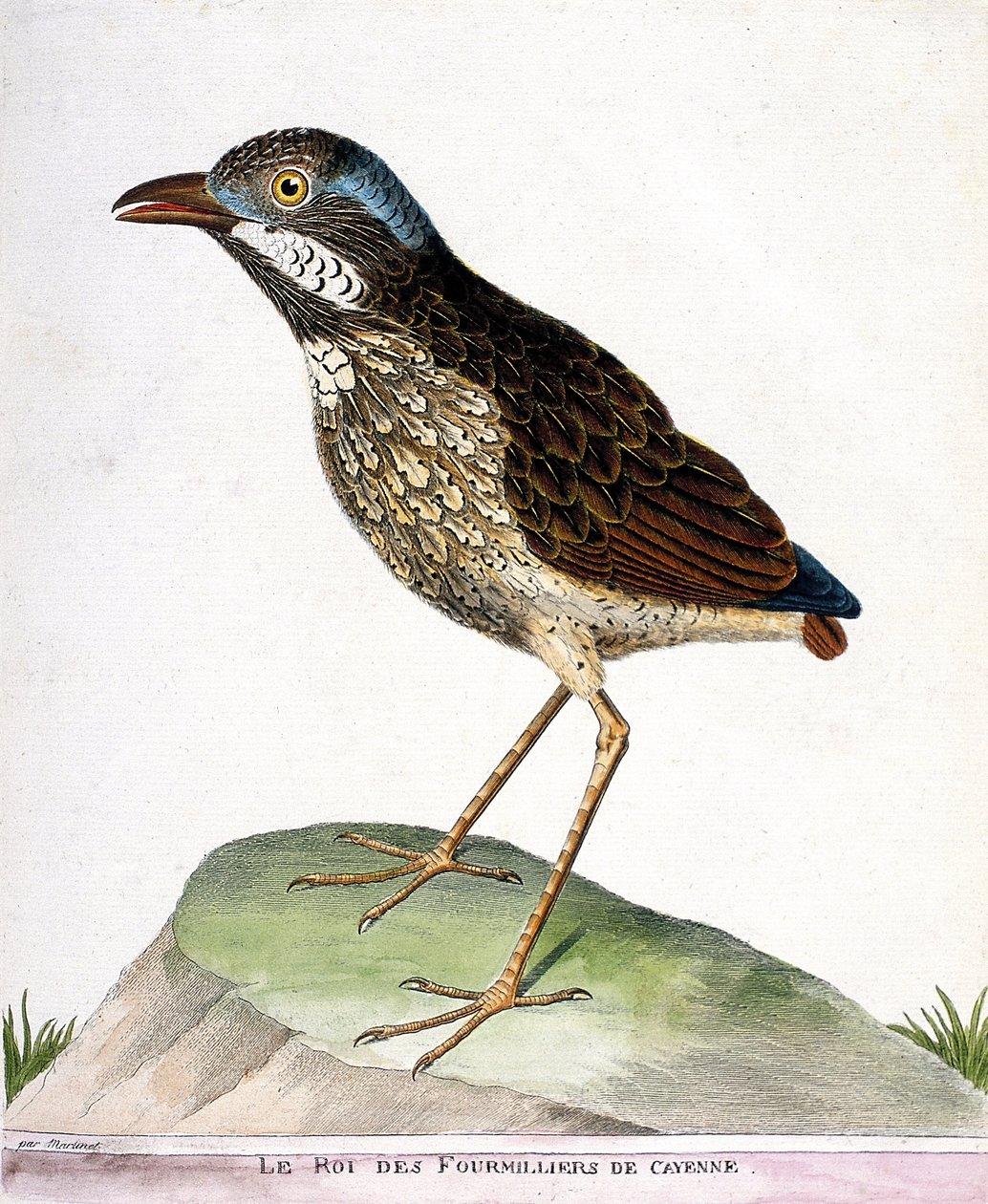 Gráfico zoológico (ornitología): el rey de los cuatro mil de Cayena. Ilustración en “La Historia de los Pájaros, Pintados en Sus Aspectos Aparecidos y Sensibles” de François Nicolas Martinet (1731-1800). Colección privada. de Francois Nicolas Martinet