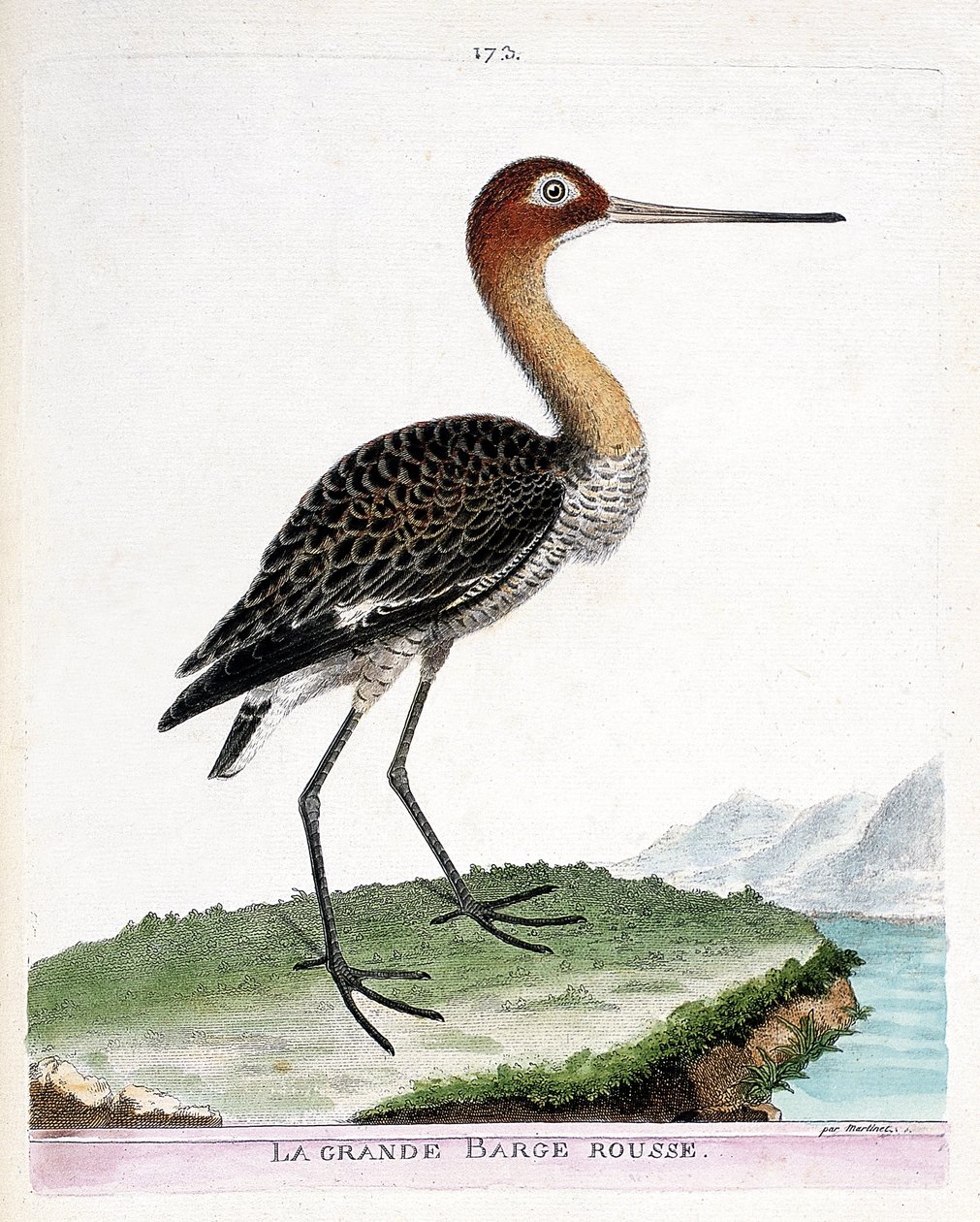 La gran barca roja (barca de cola negra o limosa limosa). Ilustración en “La Historia de los Pájaros, Pintados en Sus Aspectos Aparecidos y Sensibles” de Francois Nicolas Martinet (1731-1800). Colección privada. de Francois Nicolas Martinet