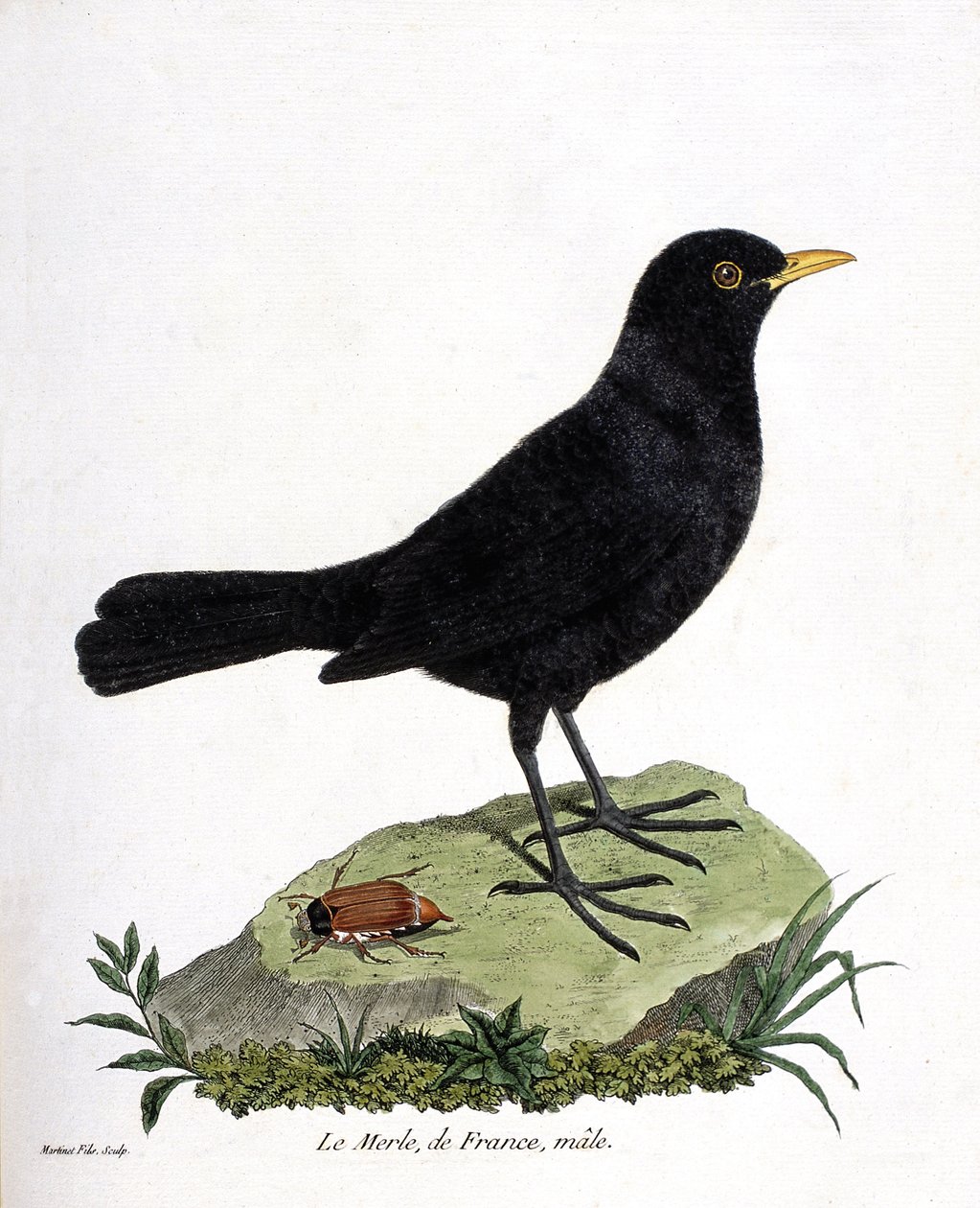 El mirlo macho (mirlo negro o turdus merula). Ilustración en “La Historia de los Pájaros, Pintados en Sus Aspectos Aparecidos y Sensibles” de Francois Nicolas Martinet (1731-1800). Colección privada. de Francois Nicolas Martinet