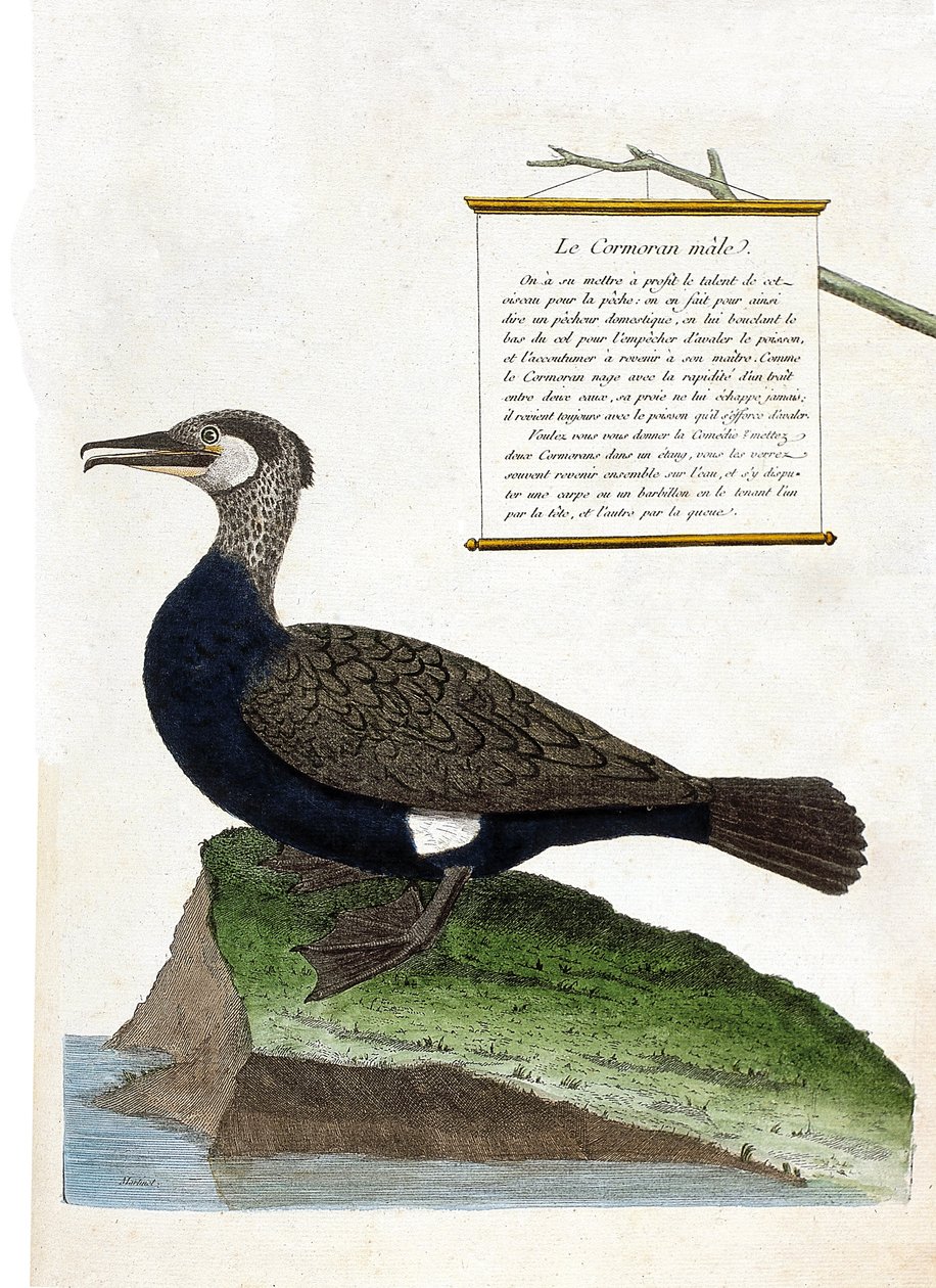 Tabla zoológica (ornitología): el cormorán macho (Cormorán grande o phalacrocorax carbo). Ilustración en “La Historia de las Aves, Pintadas en Sus Aspectos Aparecidos y Sensibles” por Francois Nicolas Martinet (1731-1800). Colección privada de Francois Nicolas Martinet