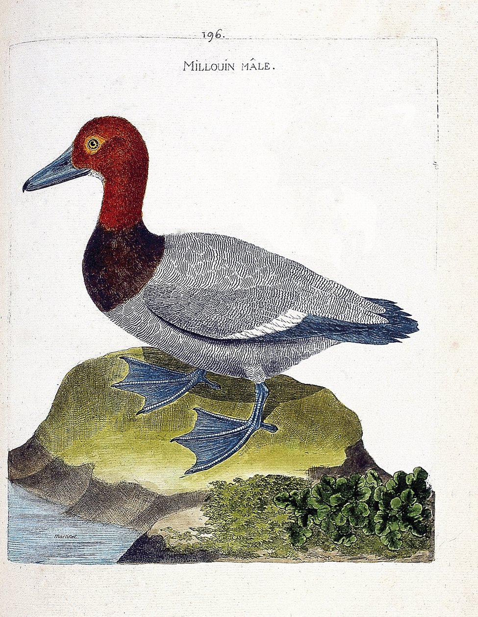 Gráfico zoológico (ornitología): el millouin macho (porrón europeo o Aythia ferina). Ilustración en “La Historia de los Pájaros, Pintados en Sus Aspectos Aparientes y Sensibles” de Francois Nicolas Martinet (1731-1800). Colección privada de Francois Nicolas Martinet