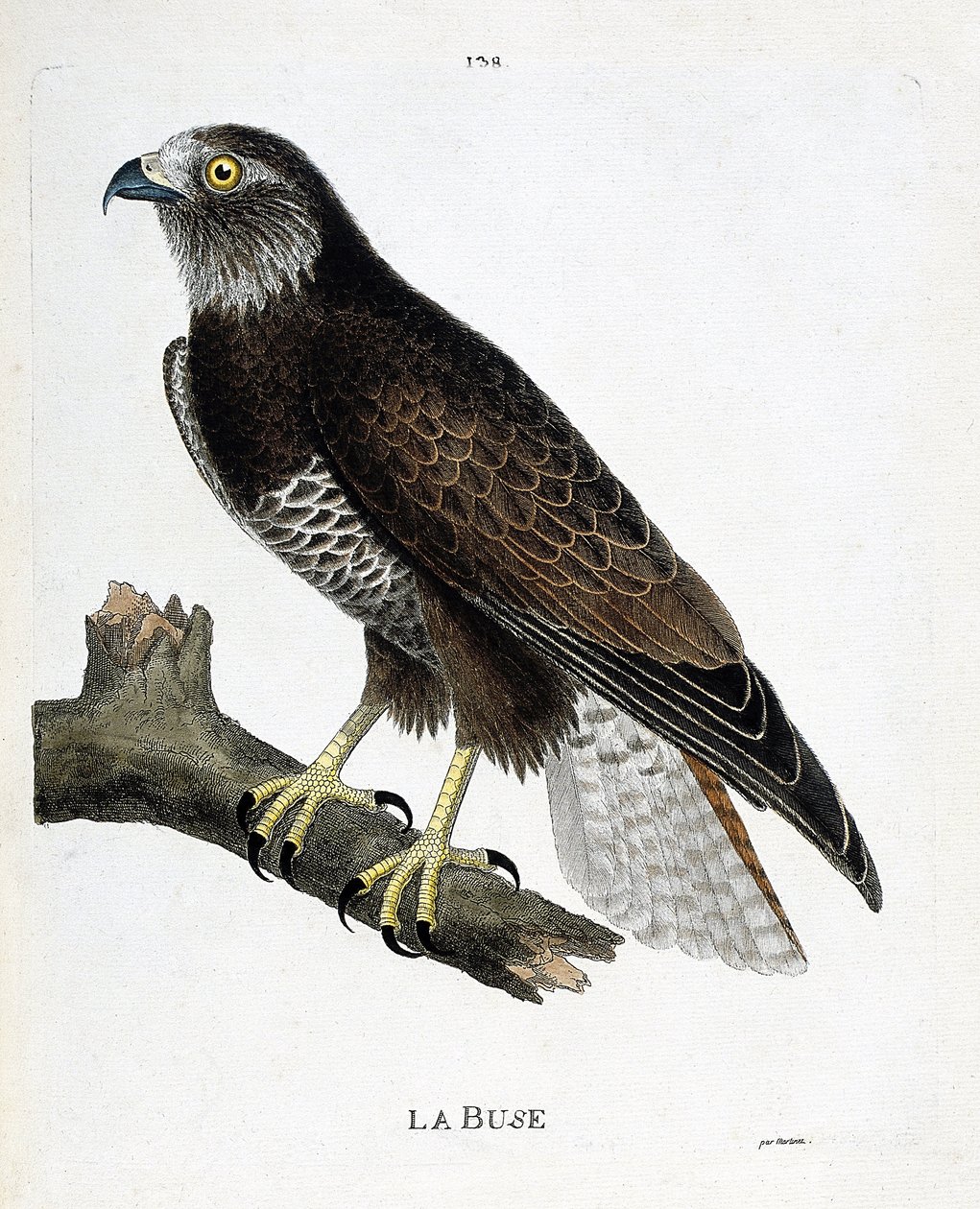 Gráfico zoológico (ornitología): el ratonero (Buteo buteo) en una rama. Ilustración en “La Historia de las Aves, Pintadas en Sus Aspectos Aparientes y Sensibles” de François Nicolas Martinet (1731-1800). Colección privada. de Francois Nicolas Martinet
