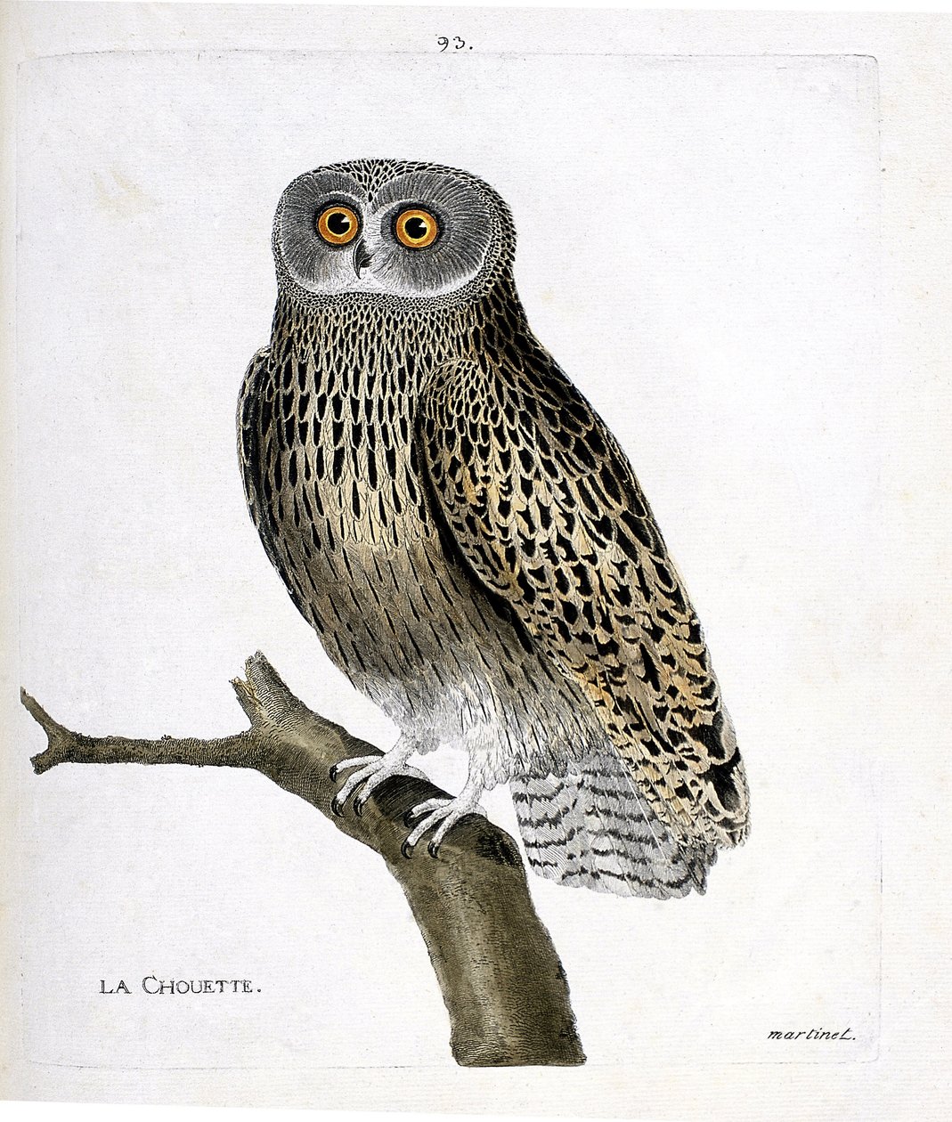 Gráfico zoológico (ornitología): el búho (búho hulotte o strix aluco) en una rama. Ilustración en “La Historia de los Pájaros, Pintados en Sus Aspectos Aparientes y Sensibles” de Francois Nicolas Martinet (1731-1800). Colección privada de Francois Nicolas Martinet