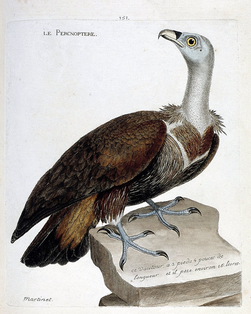Gráfico zoológico (ornitología): el percnoptere (buitre leonado o fulvus gyps). Ilustración en “La Historia de los Pájaros, Pintados en Sus Aspectos Aparientes y Sensibles” de Francois Nicolas Martinet (1731-1800). Colección privada de Francois Nicolas Martinet