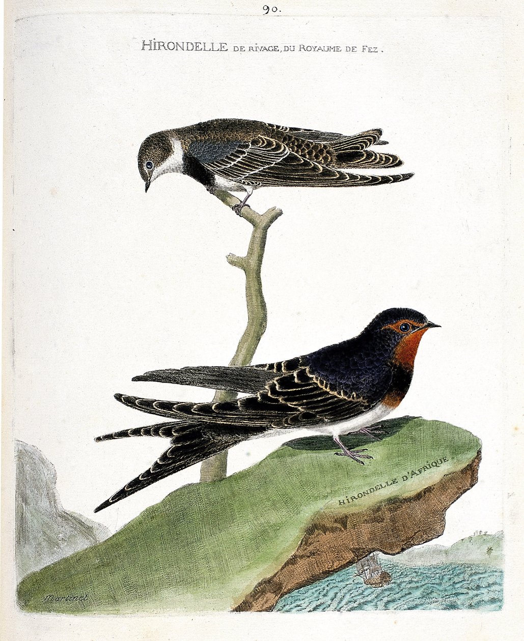 Carta zoológica (ornitología): la golondrina de la costa del reino de Fez (Riparia riparia) en una rama y la golondrina africana (golondrina rústica o Hirundo rustica). Ilustración en “La Historia de los Pájaros, Pintados en Sus Aspectos Aparecidos y Sensi de Francois Nicolas Martinet