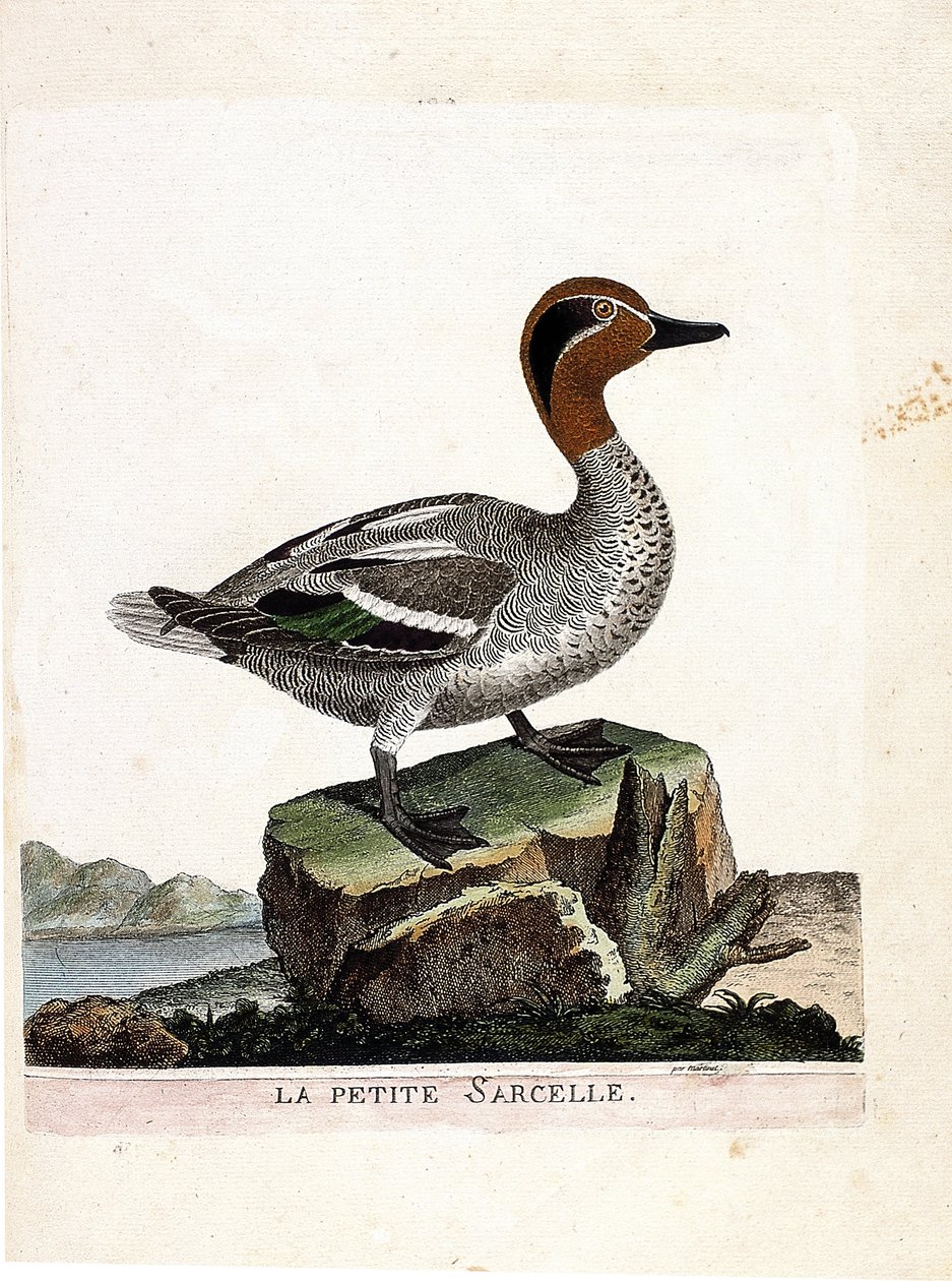 Gráfico zoológico (ornitología): el pequeño cerceta (cerceta de invierno o anas crecca). Ilustración en “La Historia de los Pájaros, Pintados en Sus Aspectos Aparientes y Sensibles” de Francois Nicolas Martinet (1731-1800). Colección privada de Francois Nicolas Martinet