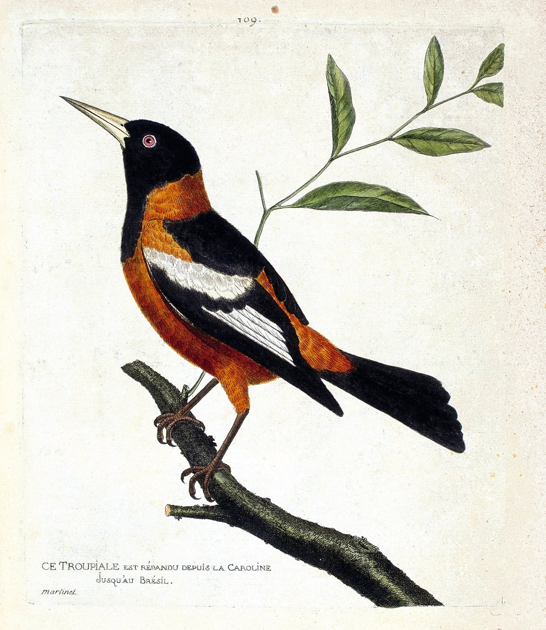 Tabla zoológica (ornitología): el troupiale (troupiale oriole o icterus icterus) en una rama. Ilustración en 
