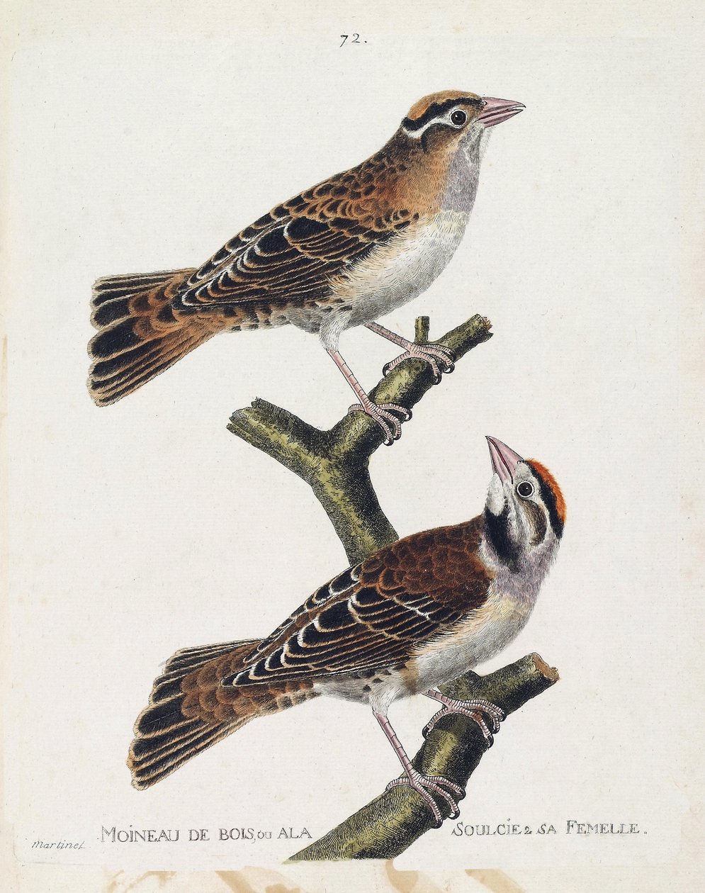 Tabla zoológica (ornitología): el gorrión de madera o el gorrión de alivio (gorrión de Hudson o spizea arborea) y su hembra (gorrión aliviado o petronia petronia). Ilustración en 