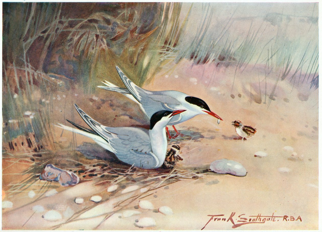 Charrán común, ilustración de 