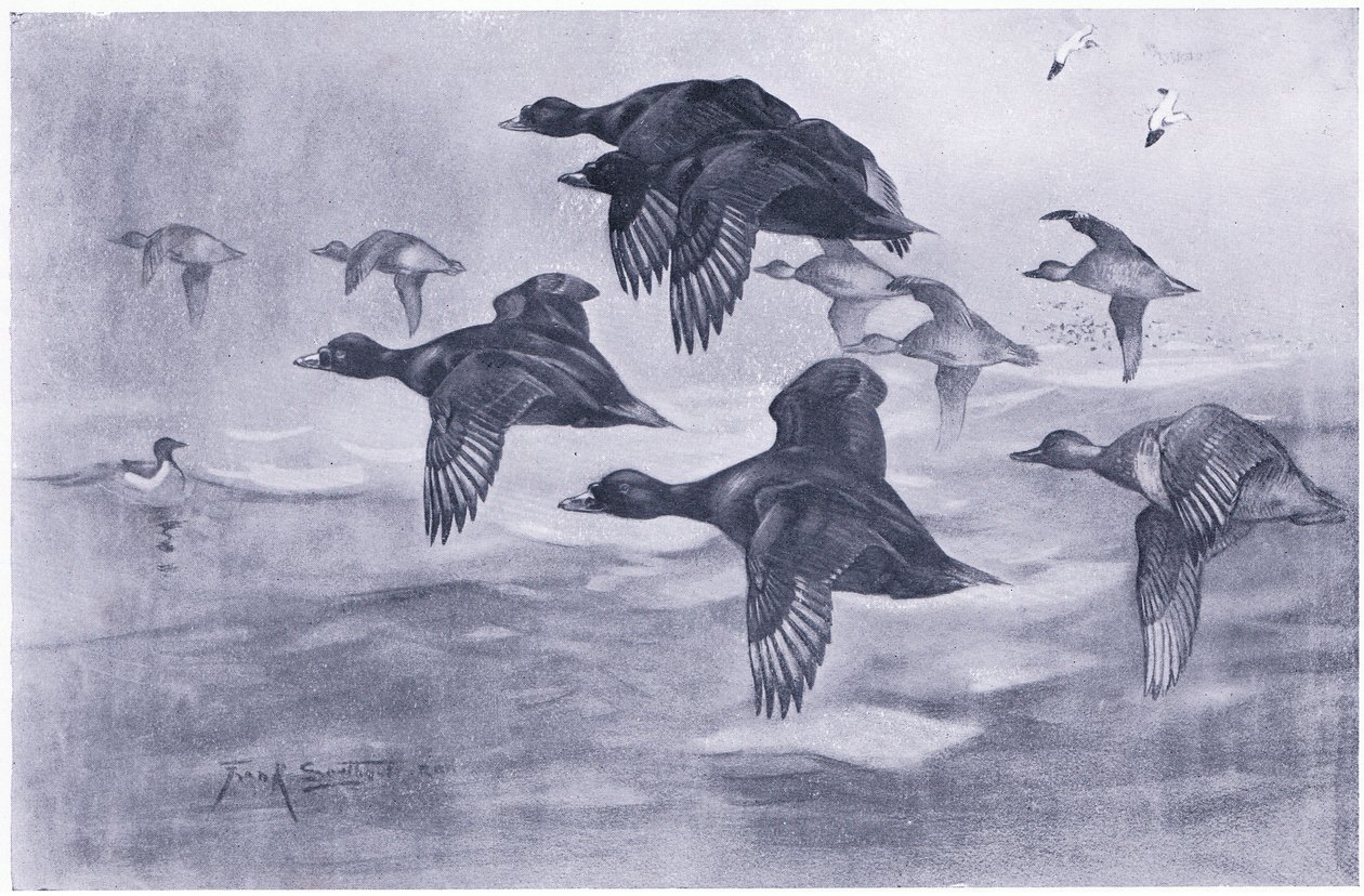 Scoters levantándose de Frank Southgate