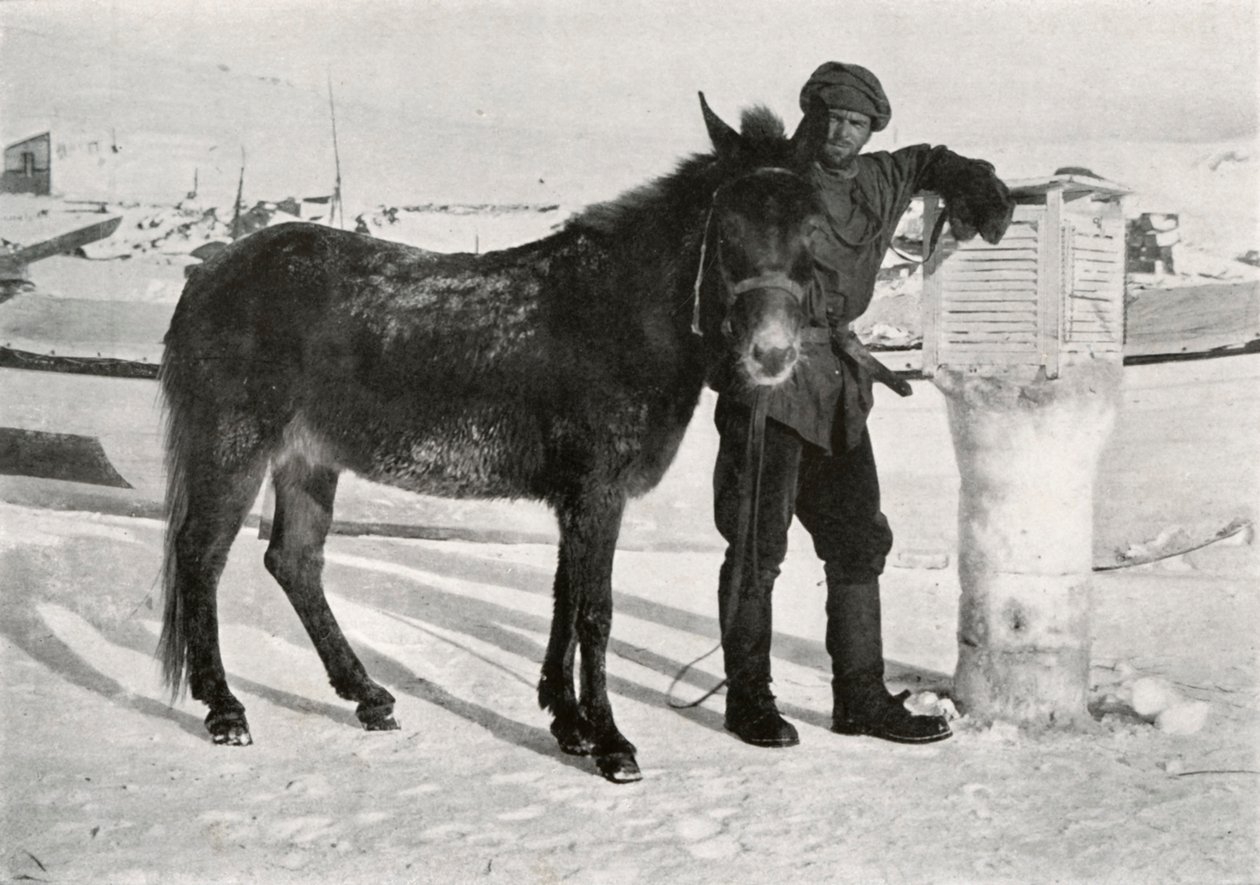 Gran con mula Lal Khan, c1911 de Frank Debenham