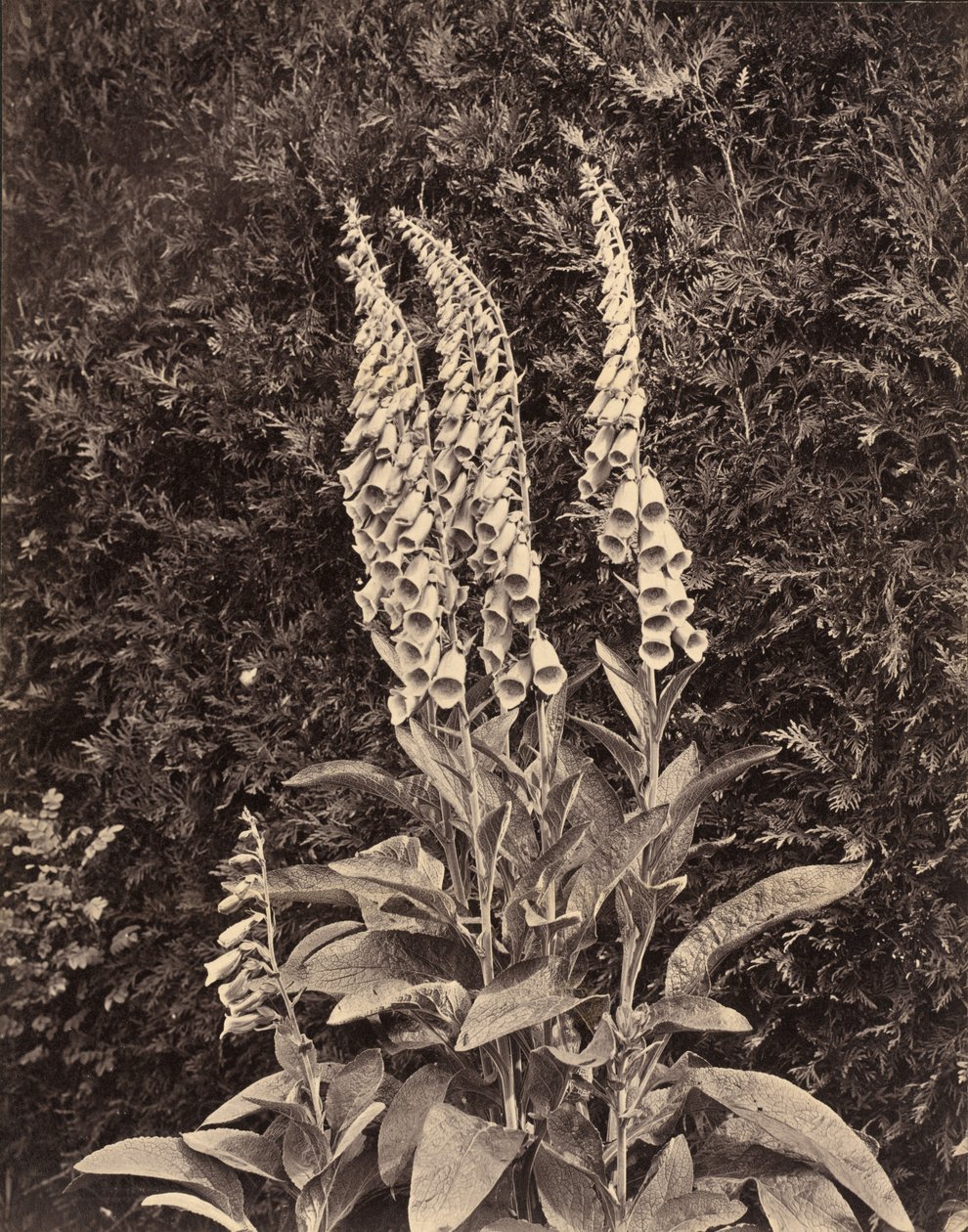 Foxgloves,c. 1860s (foto) de Frank Mason Good