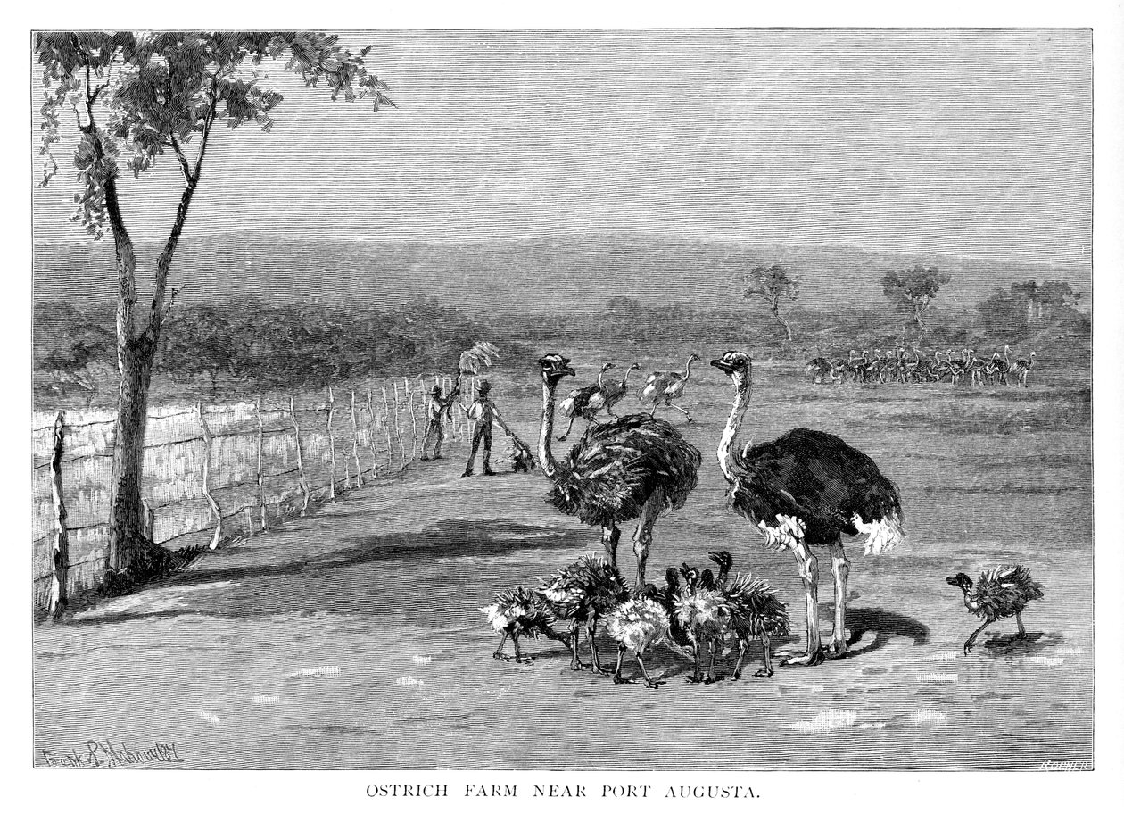 Granja de avestruces cerca de Port Augusta, Australia del Sur, 1886 de Frank P. Mahony