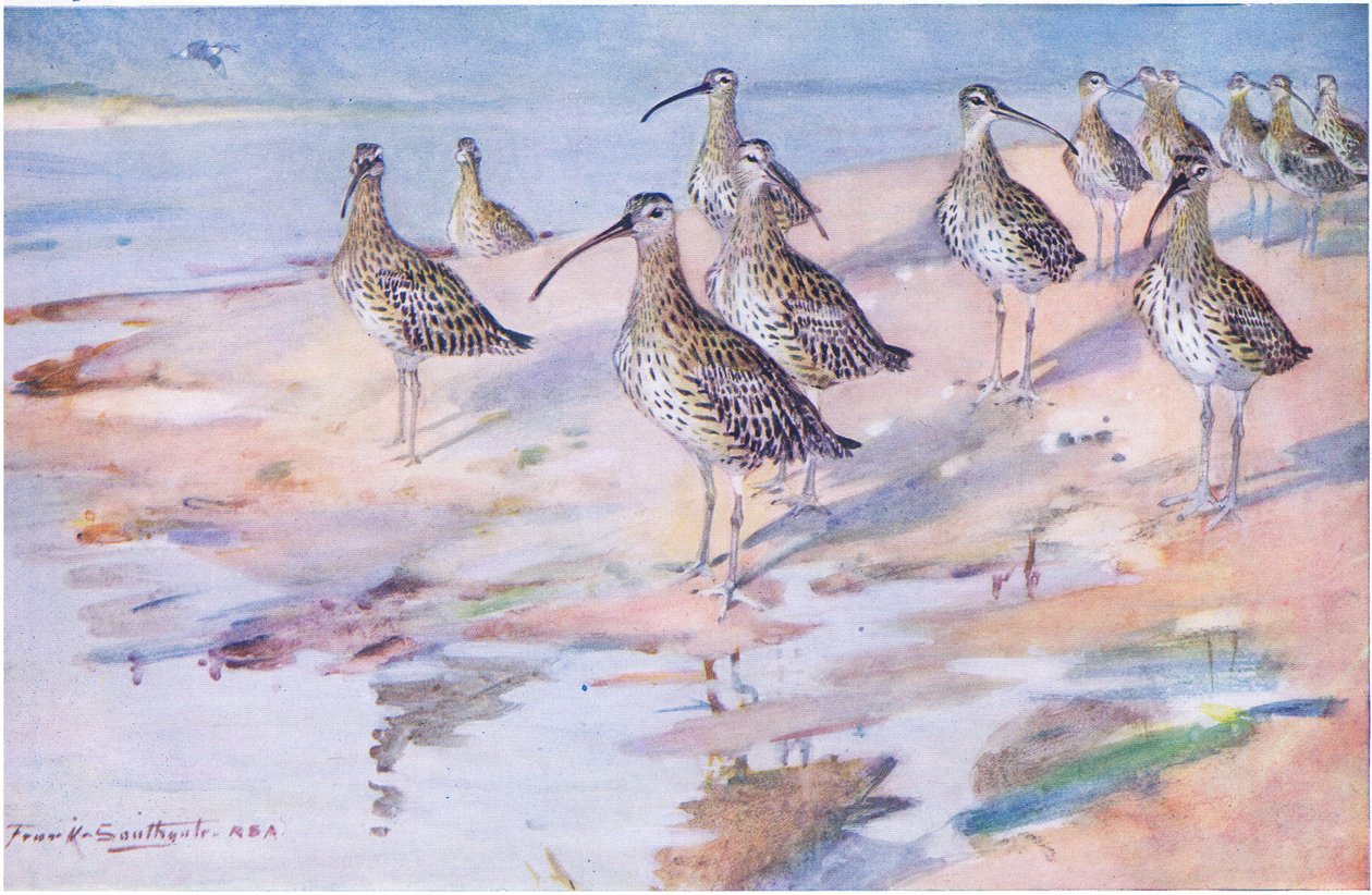 Zarapitos en Blakeney Point de Frank Southgate