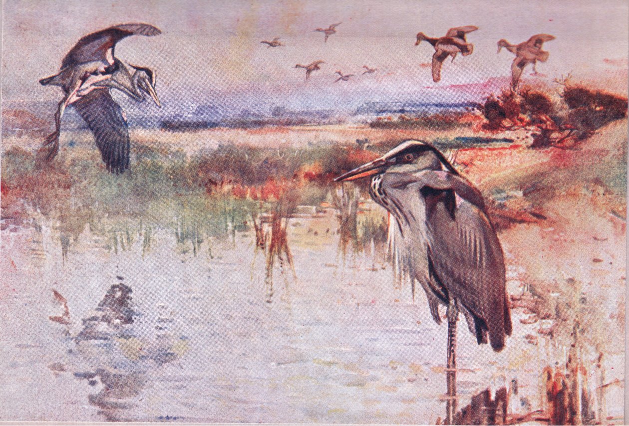 La garza, ilustración de Wild Nature & Country Life de Frank Southgate
