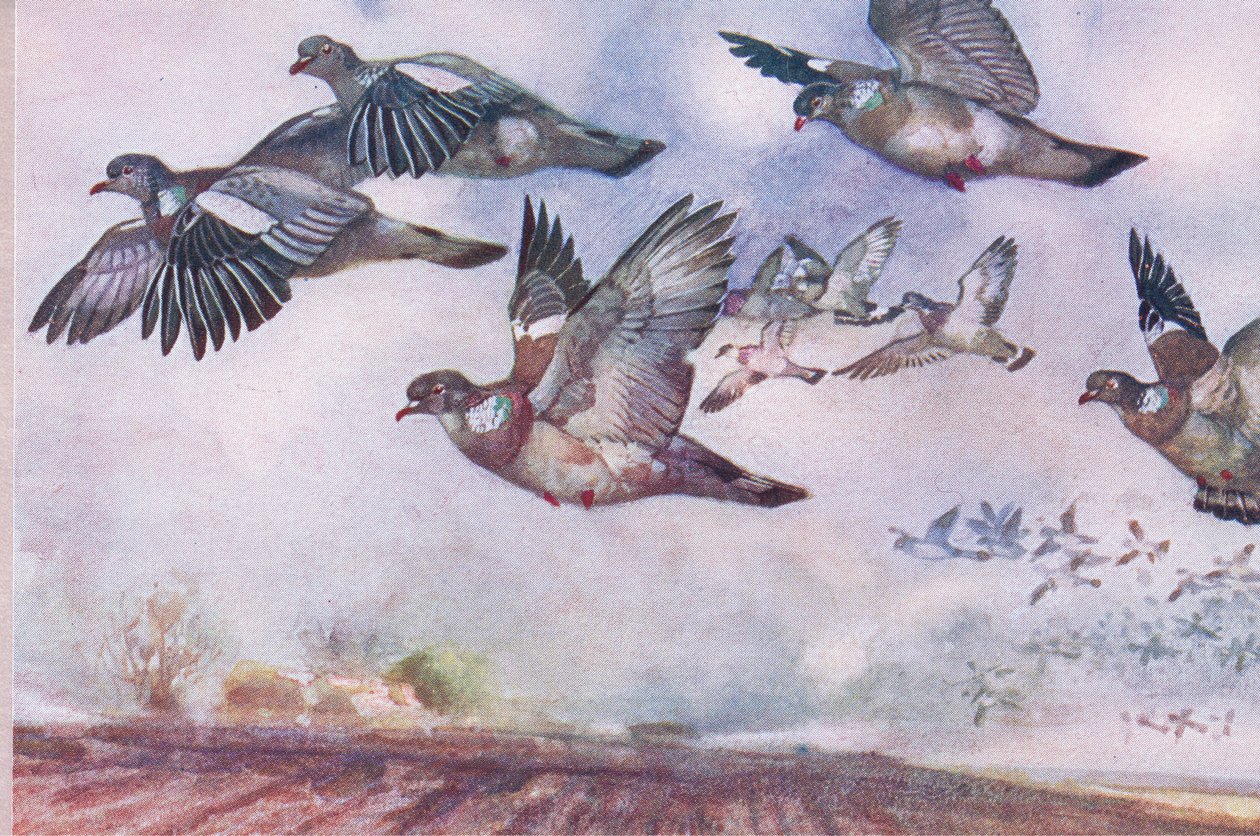 Palomas Torcaces en Vuelo, ilustración de Wild Nature & Country Life publicada por Hodder & Stoughton, c.1910 de Frank Southgate