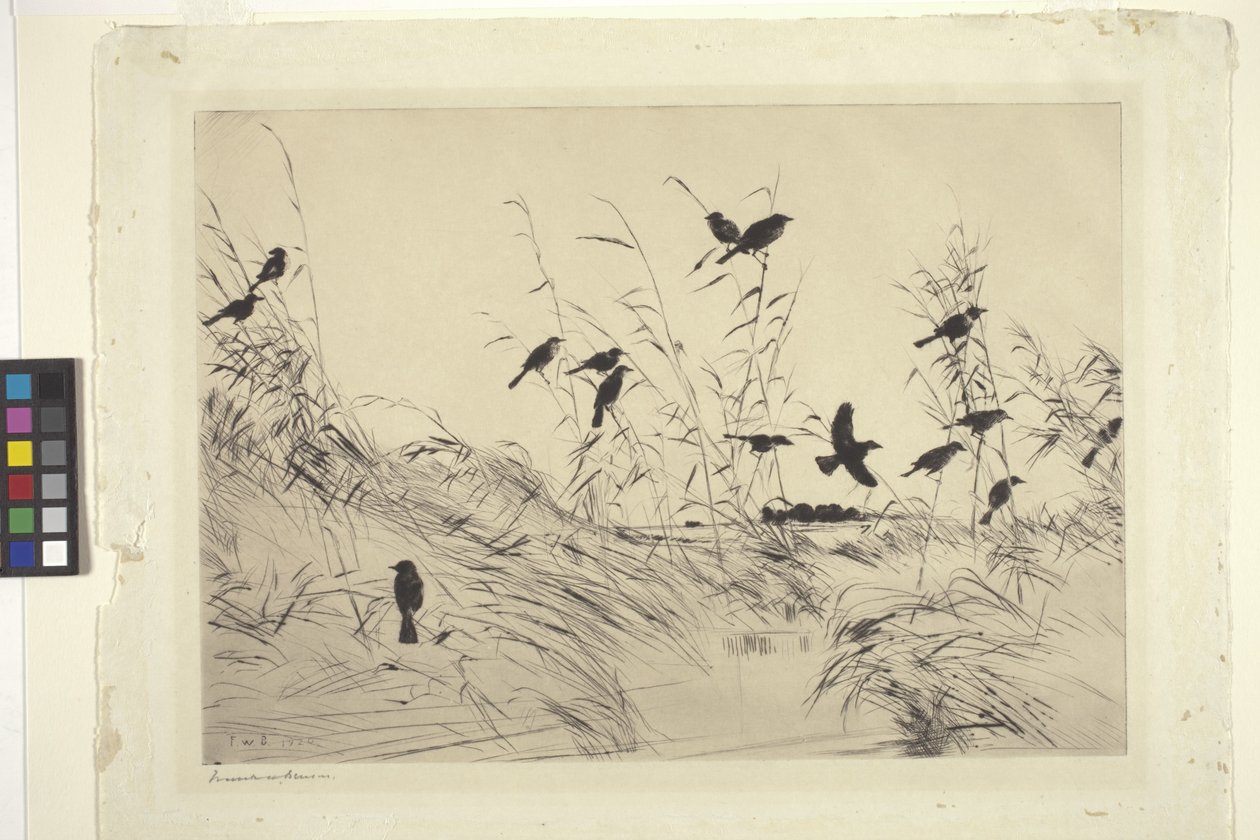 Blackbirds And Rushes (tinta sobre papel) de Frank Weston Benson