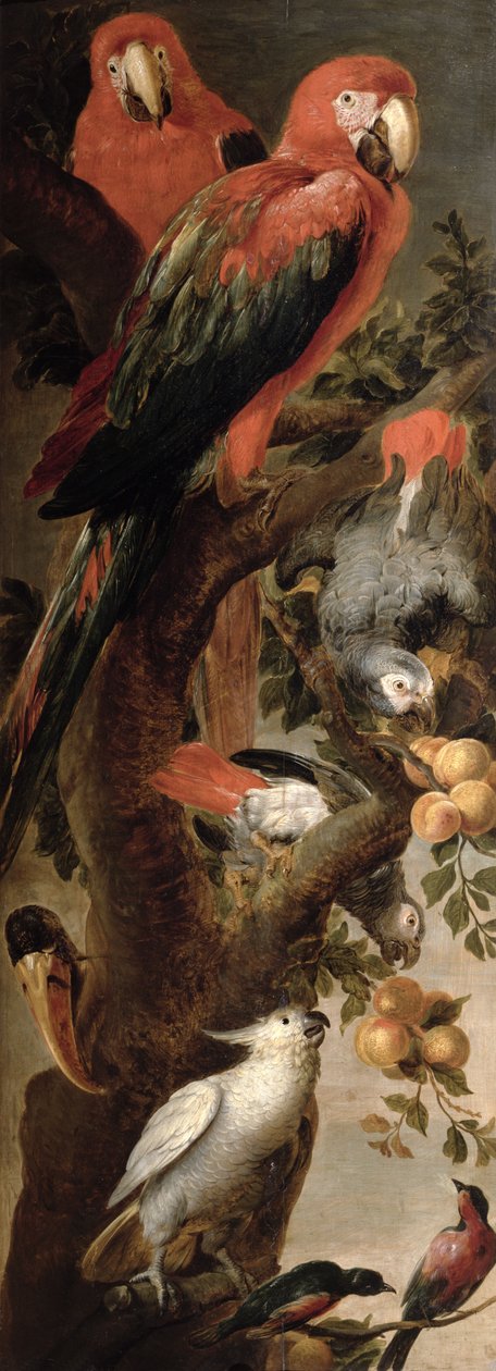 Guacamayos y loros de Frans Snyders or Snijders