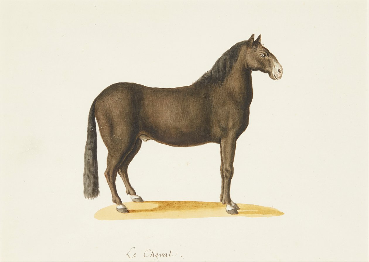 Le Cheval (acuarela) de Franz Anton von (attr.to) Scheidel
