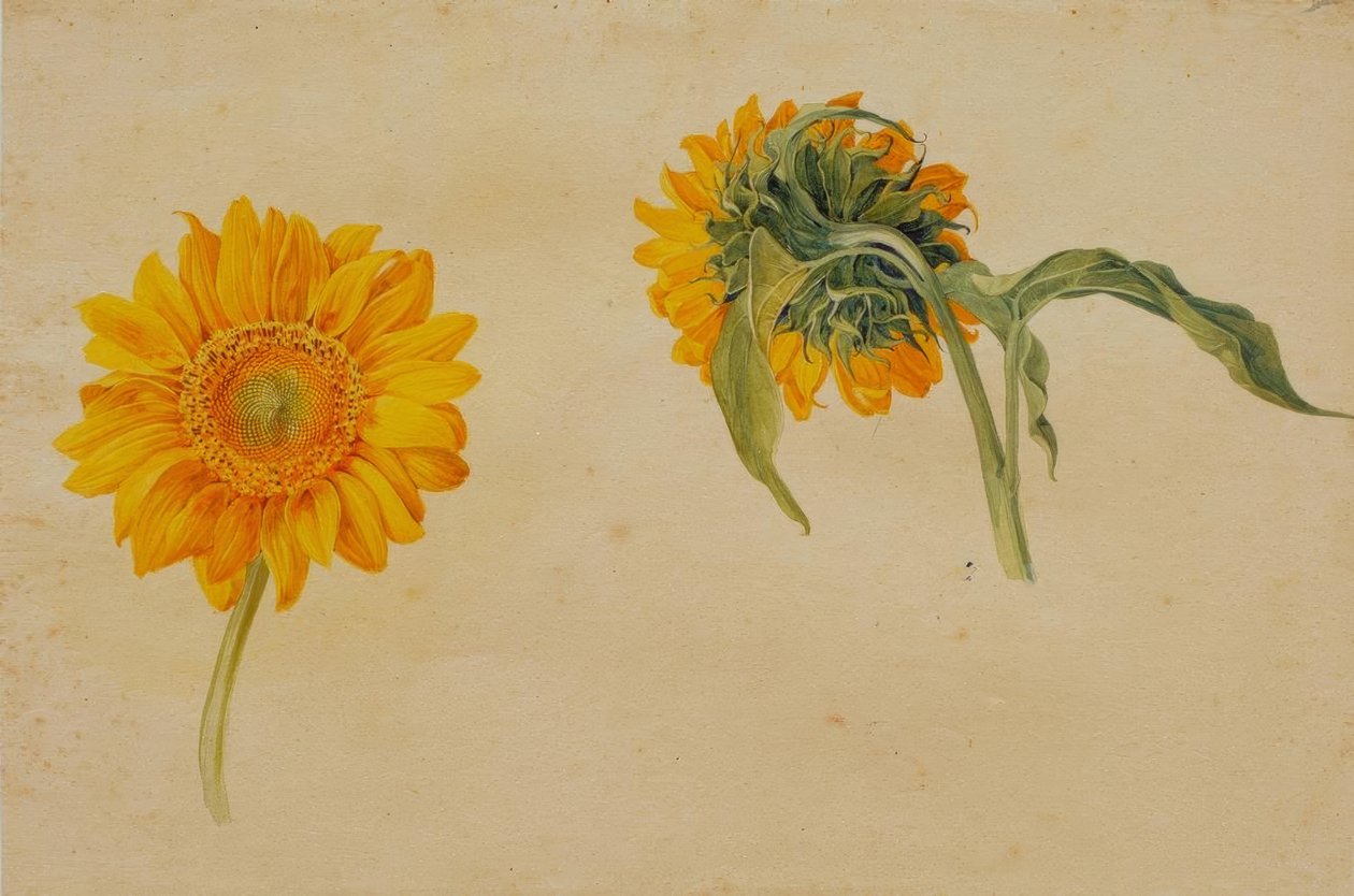 Girasoles de Franz Horny