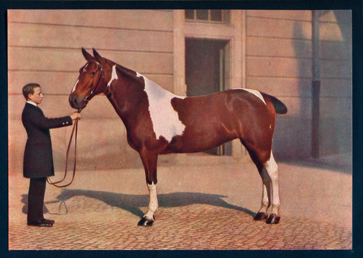 Fotografía de un caballo tomada con una lente Zeiss Tessar, c. 1908 de Franz Kuhn