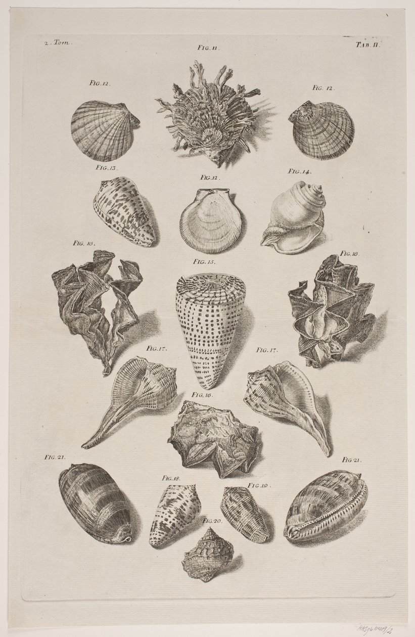 Plancha con conchas. Plancha 2. de Franz Michael Regenfus