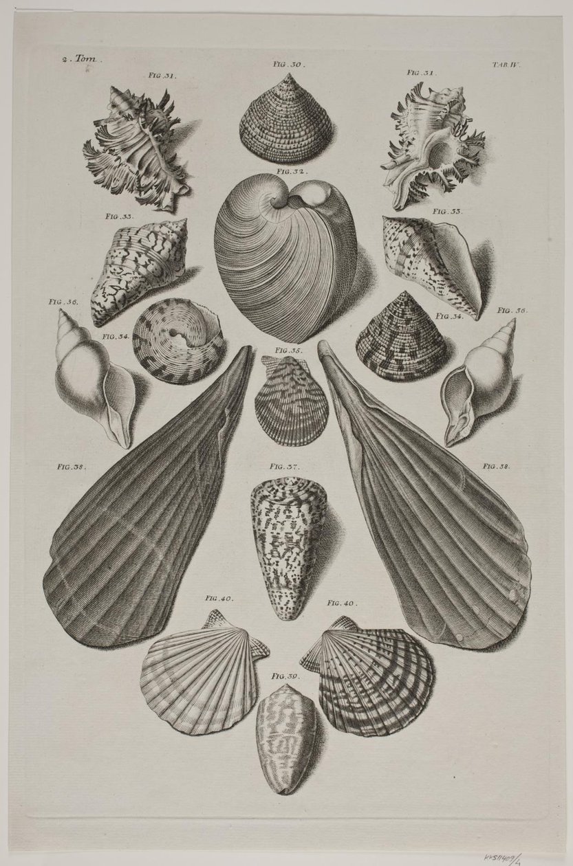 Plancha con conchas. Plancha 4. de Franz Michael Regenfus