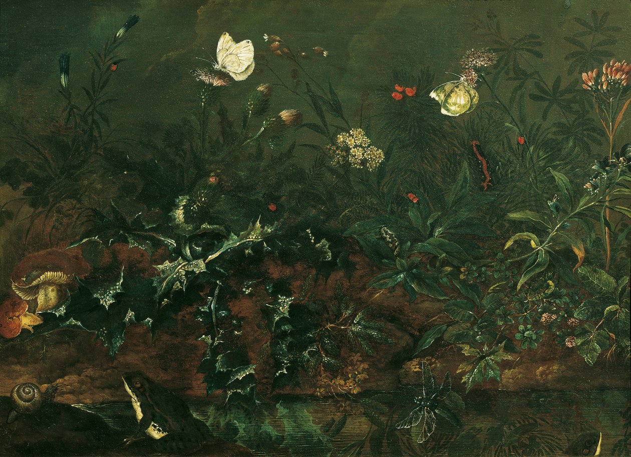 Césped con cardo, ranas y libélula de Franz Michael Siegmund von Purgau d. Ä.