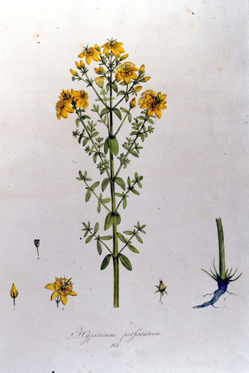 El hipérico o hierba de San Juan de “Flora Monacensis” de F. De Paola De Schrank. Múnich 1816 de Franz Schrank