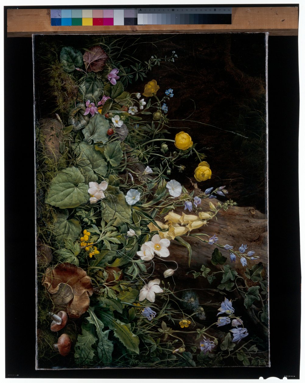 Flores silvestres en la base de un árbol de Franz Xavier Petter
