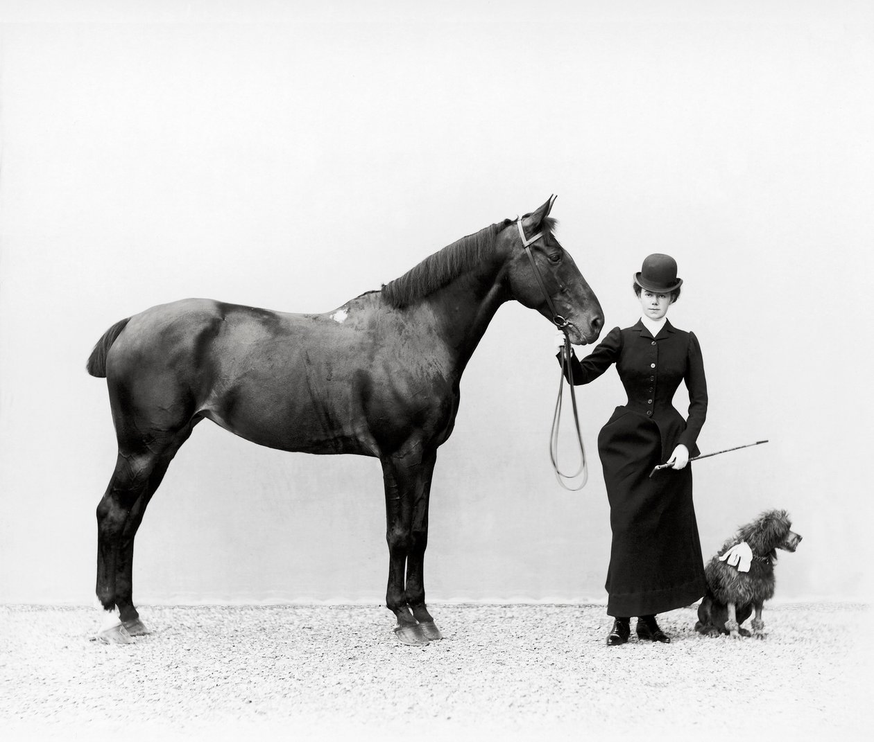 Retrato de la señorita Walsh con un caballo y un caniche en miniatura en Villa di Montefonte, en la zona de Poggio Imperiale de Florencia, c.1890 de Fratelli Alinari Fratelli Alinari