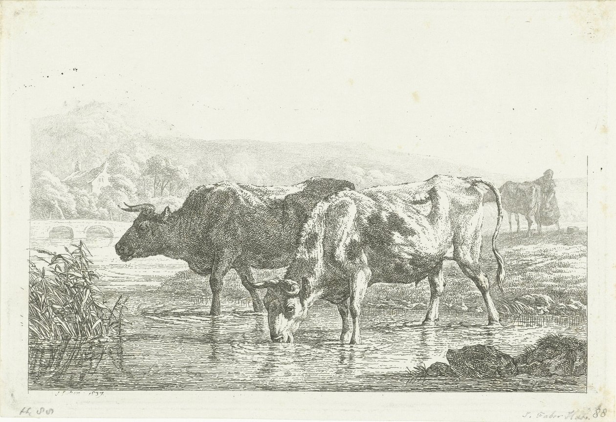 Dos vacas bebiendo de Frédéric Théodore Faber
