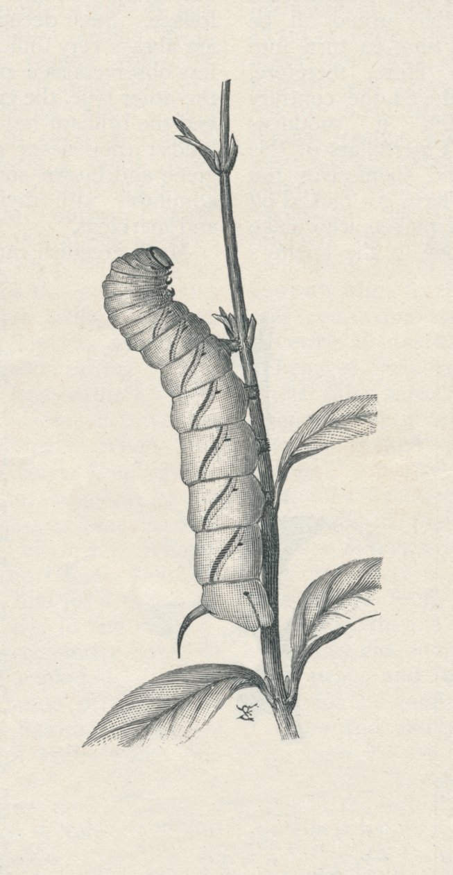 Oruga adulta de la esfinge de la adelfa, ocupada de manera similar, c. 1900, 1910 de Fred Enock