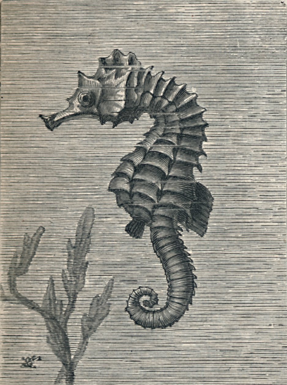 El caballito de mar, sin disfraz, nadando serenamente de Fred Enock