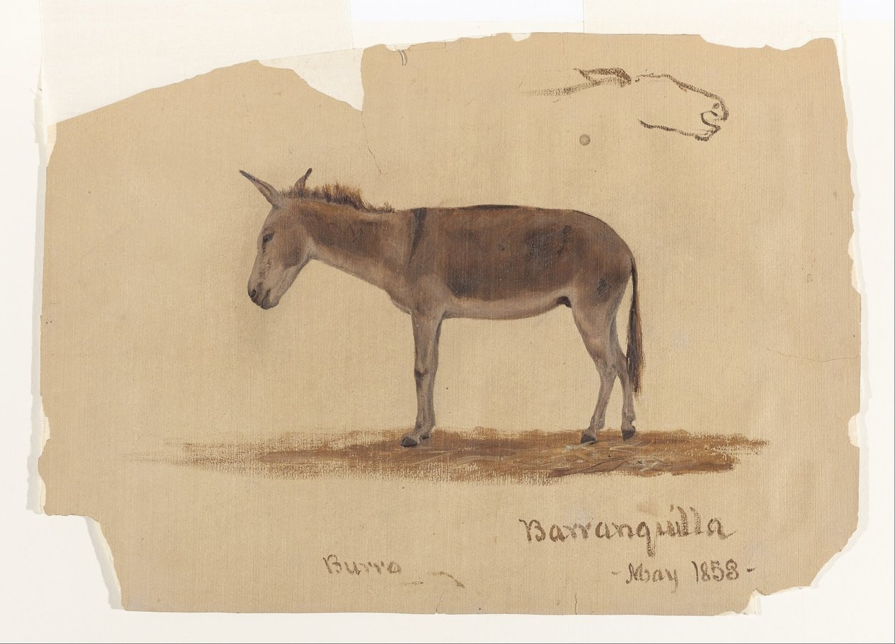 Un burro, Baranquilla, Colombia de Frederic Edwin Church