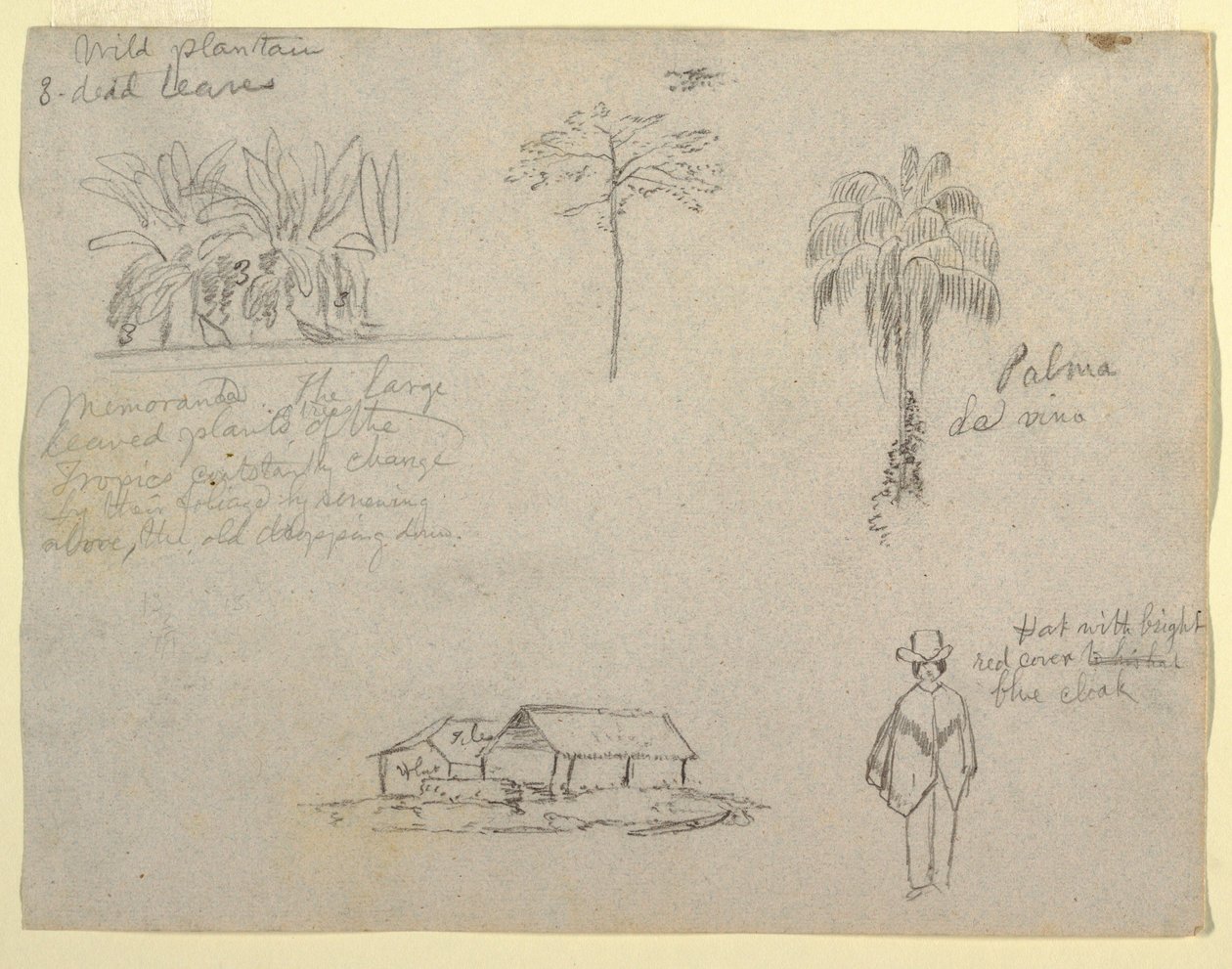 Dibujo, bocetos botánicos, 1853 de Frederic Edwin Church