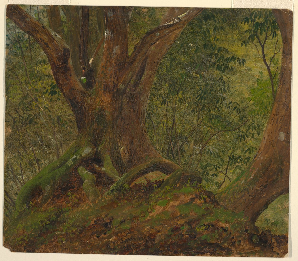 En el bosque, Jamaica de Frederic Edwin Church