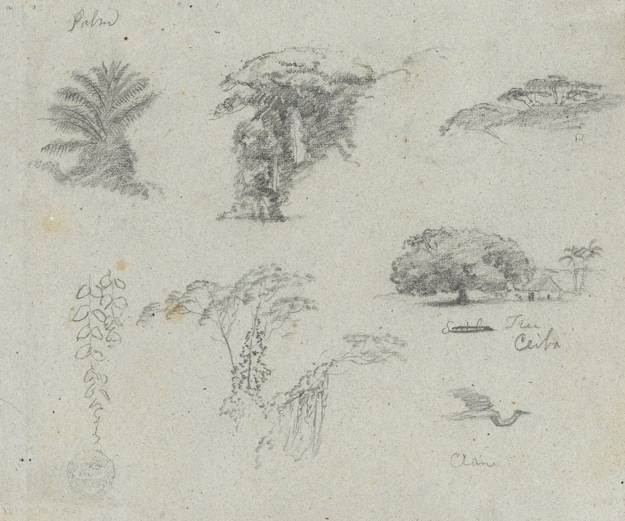 Bocetos de América del Sur. Bocetos botánicos. Grulla voladora. de Frederic Edwin Church