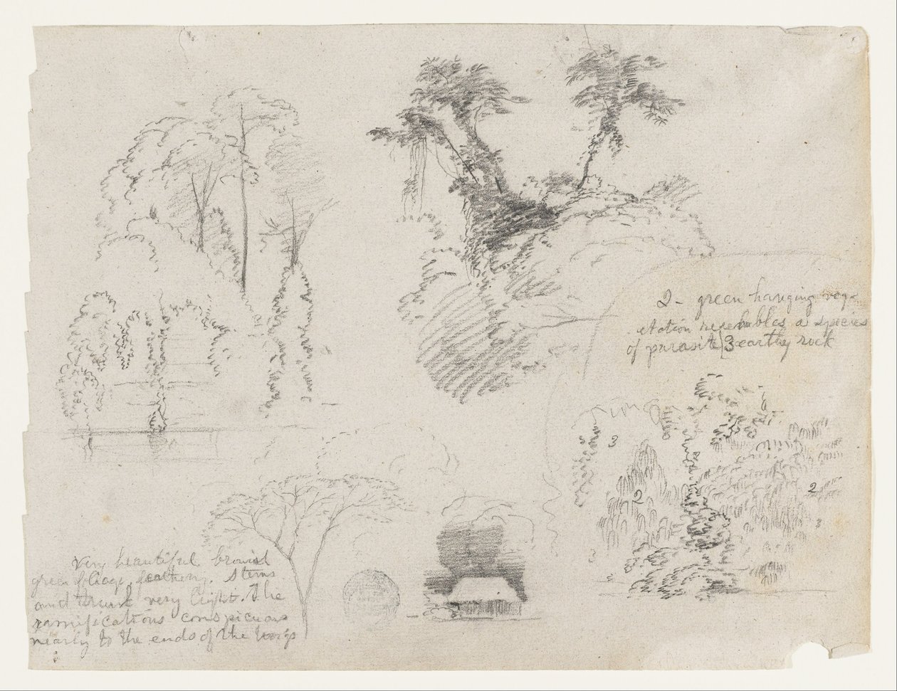 Bocetos de Sudamérica, probablemente de Colombia. Bocetos botánicos. Una casa. de Frederic Edwin Church