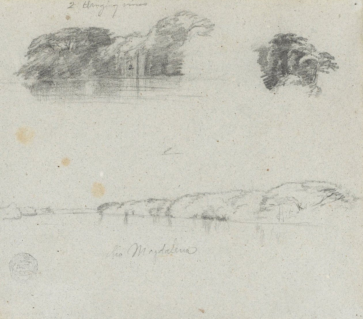 Bocetos de árboles, vides y una orilla del Río Magdalena, Colombia de Frederic Edwin Church