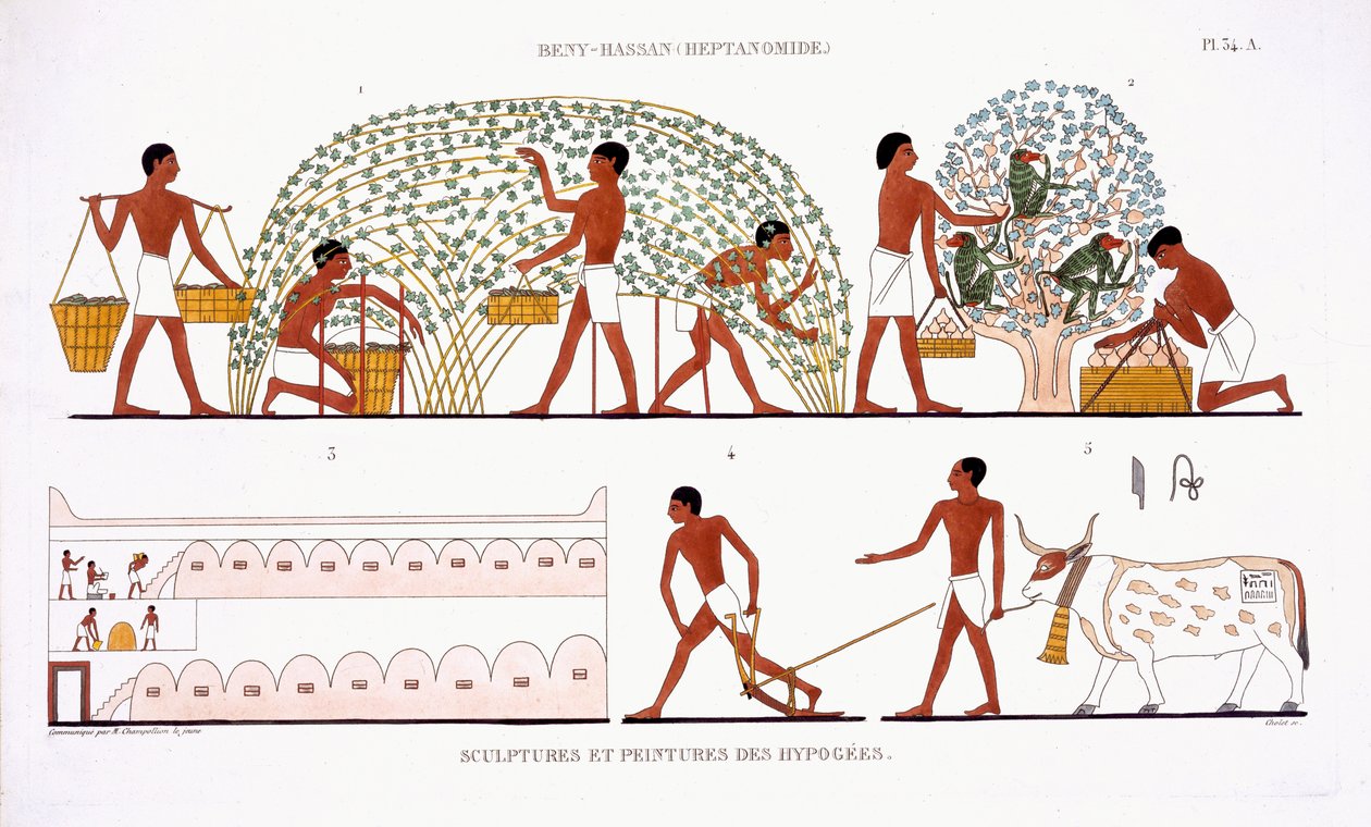 Recogida de fruta, de un raro registro de frescos de Tebas, registrado en 1819-1822 en su segunda visita a Egipto por Frederic Cailliaud (1787-1869), litografía en color de Frederic (after) Cailliaud