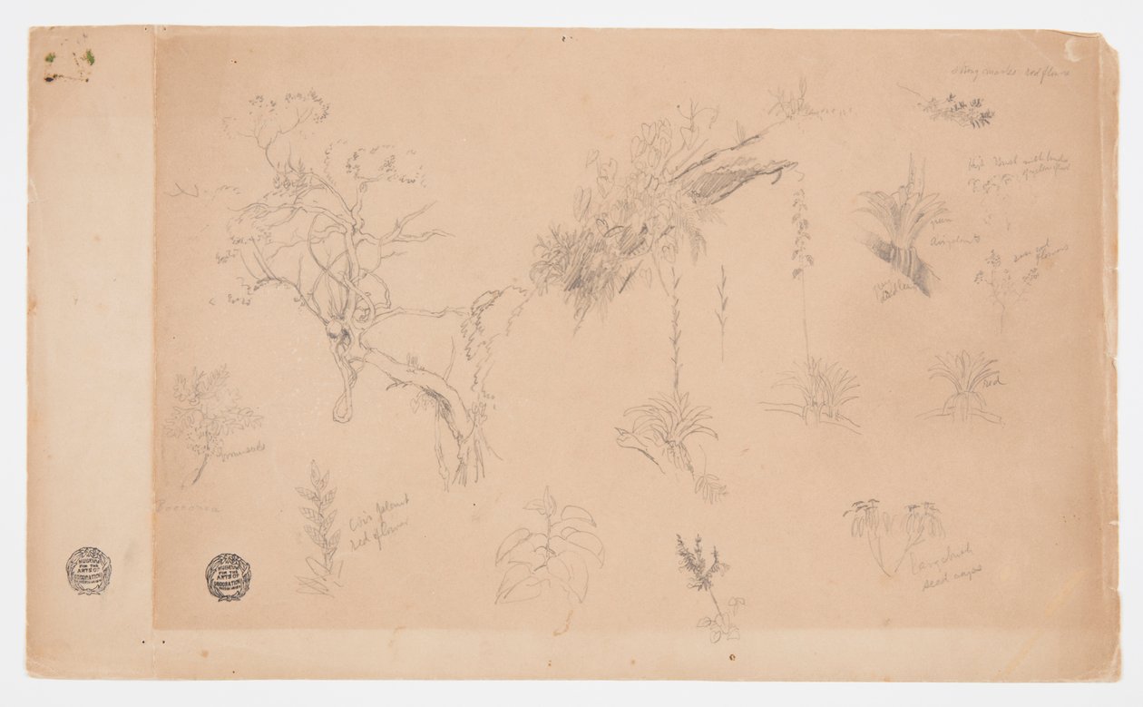 Un grupo de trece estudios botánicos de Colombia o Ecuador de Frederic Edwin Church