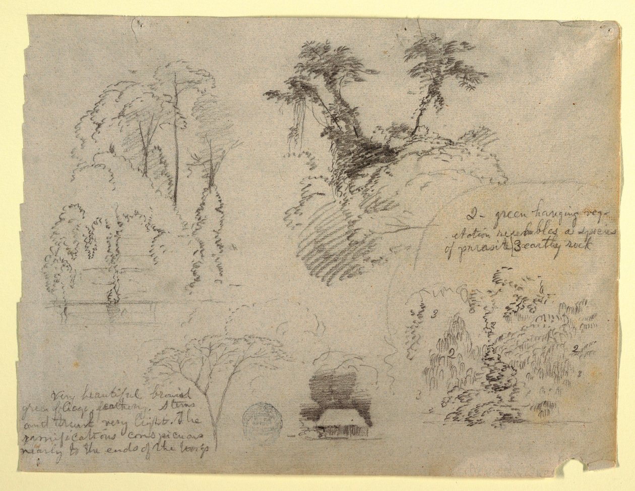 Estudios botánicos y una casa, probablemente de Colombia de Frederic Edwin Church