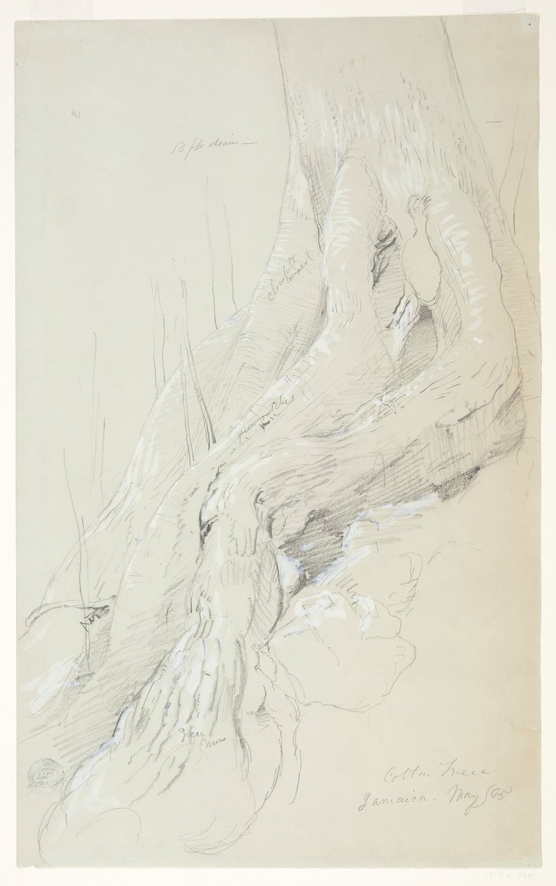 Raíces de árbol de algodón creciendo en una pendiente, Jamaica de Frederic Edwin Church