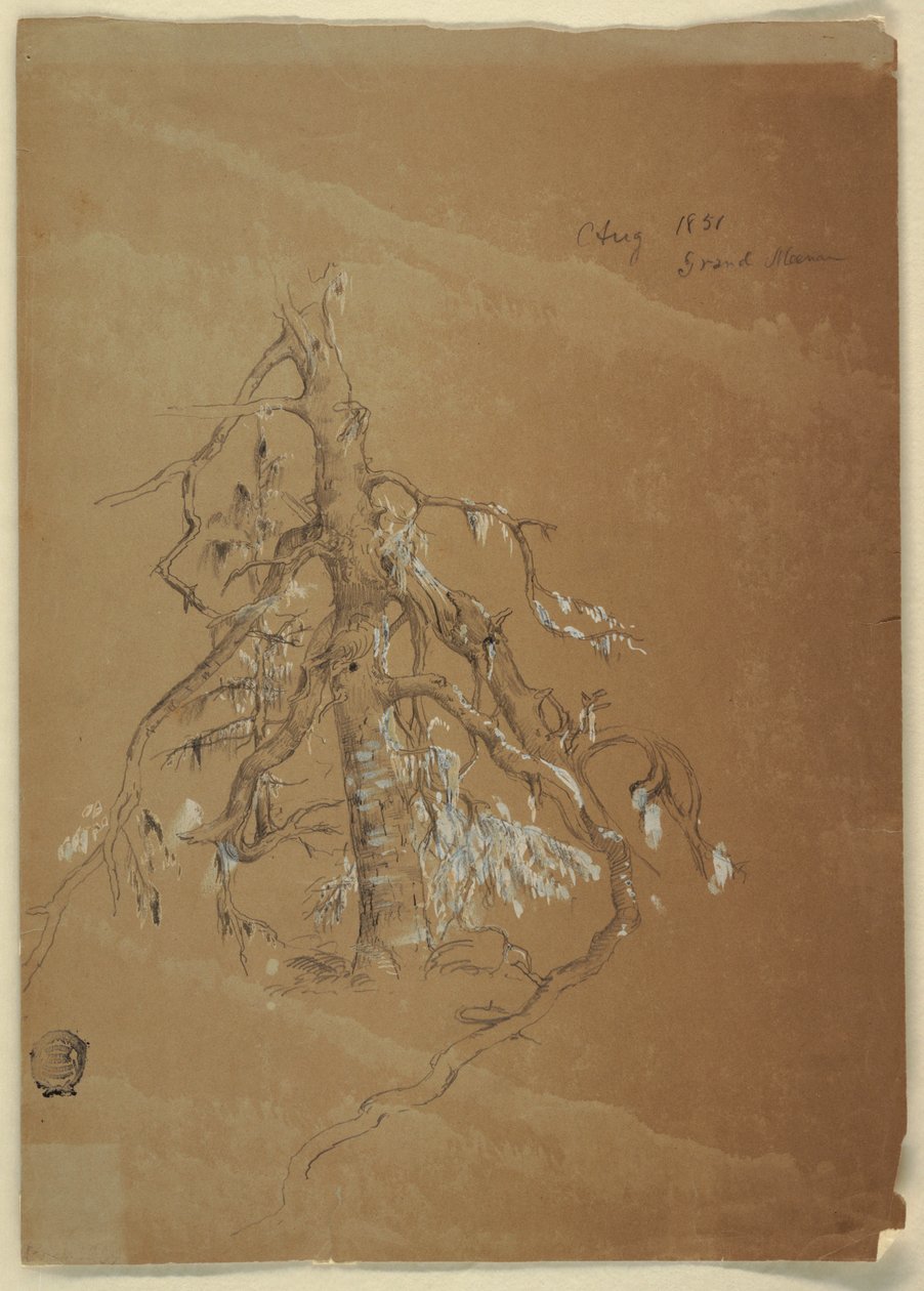 Dibujo, Un árbol perenne nudoso, Grand Manan, Canadá, agosto de 1851 de Frederic Edwin Church
