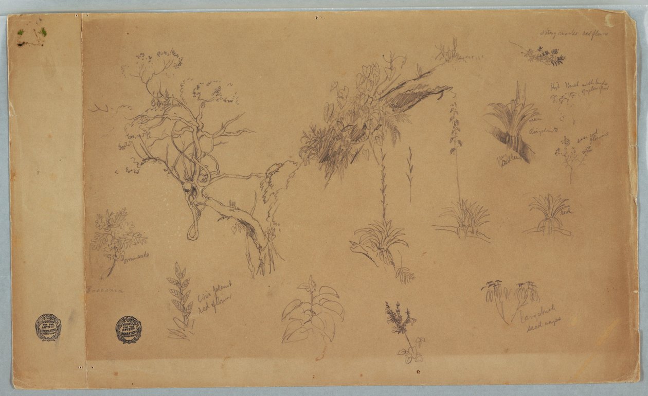 Dibujo, Grupo de trece estudios botánicos de Colombia o Ecuador, 1853 de Frederic Edwin Church