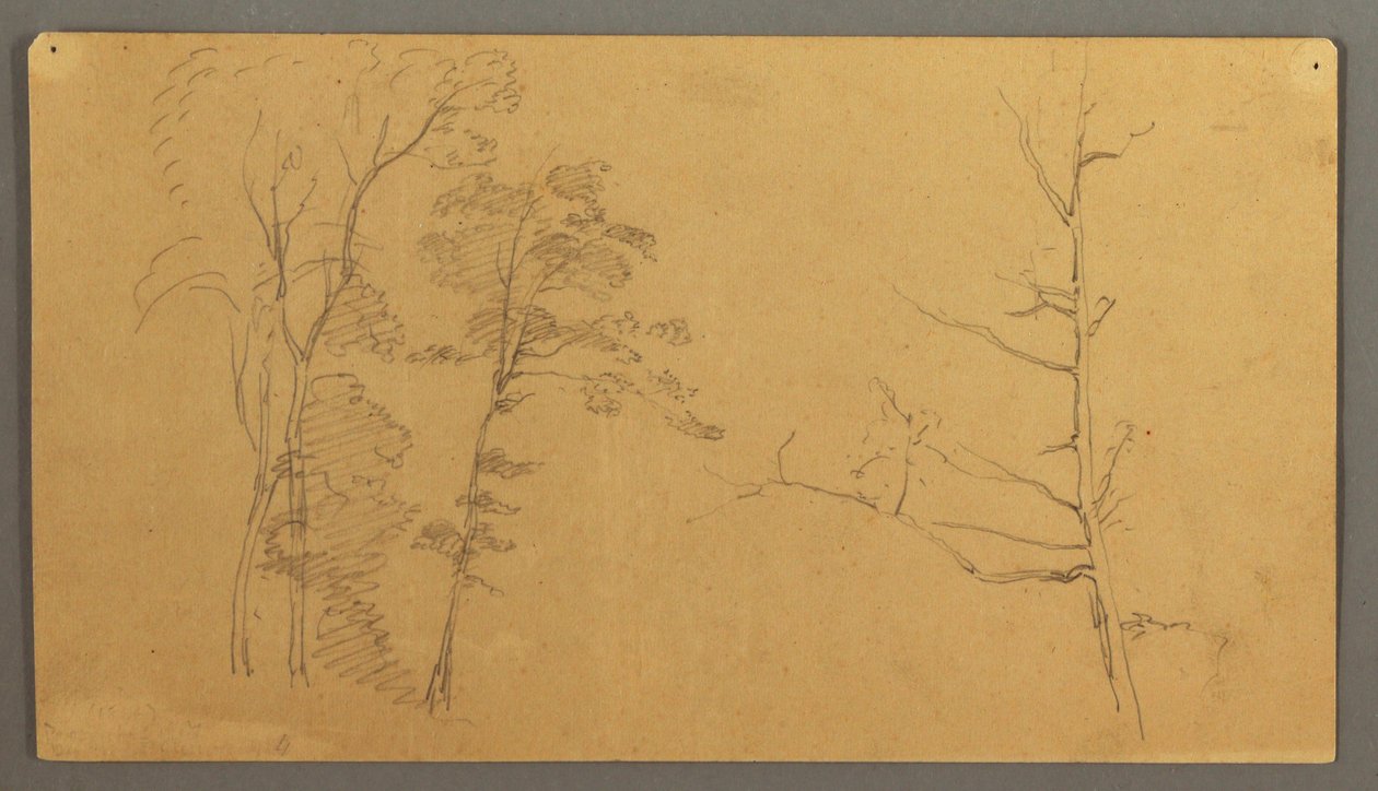 Dibujo, Un grupo de árboles con la parte superior de un árbol muerto., 1866 de Frederic Edwin Church