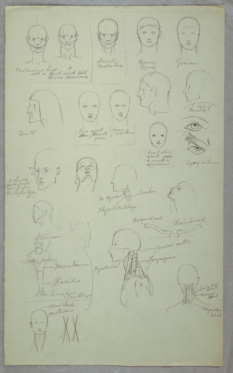 Dibujo, Estudios anatómicos, 1865-70 de Frederic Edwin Church