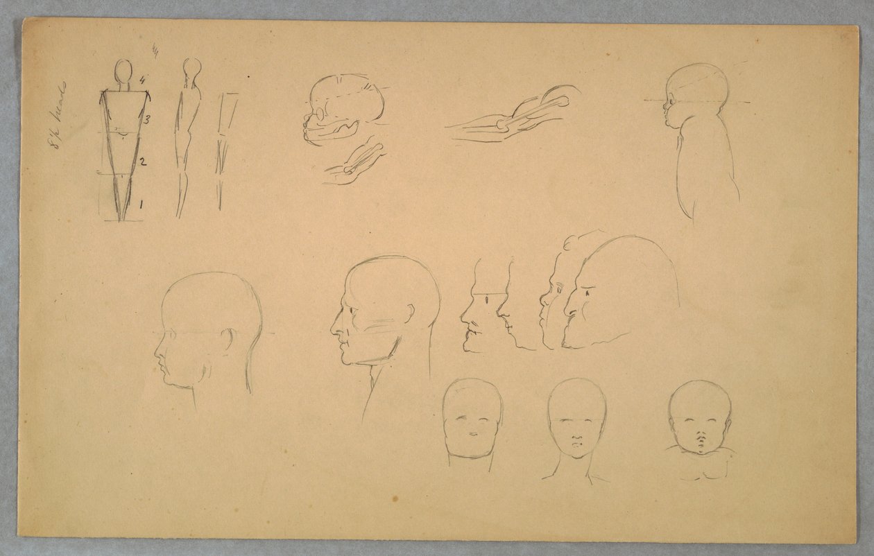 Dibujo, Estudios anatómicos, 1865-70 de Frederic Edwin Church