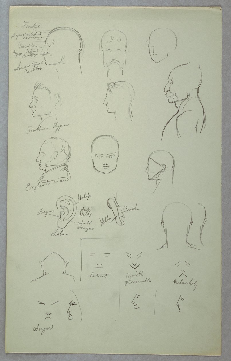 Dibujo, Estudios anatómicos, 1865-70 de Frederic Edwin Church